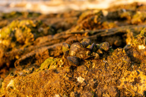 img-